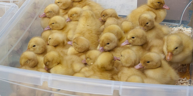 Split, 290313.Trznica Split.Ponuda povrca, cvijeca i uskrsnih ukrasa na Veliki Petak na splitskom pazaru bila je vrlo bogata a cijene su bile nesto vise nego proteklih dana.Na fotografiji: pacici su se prodavali po cijeni od 25 kn a pilici po 15 kn.Foto: Tom Dubravec / CROPIX