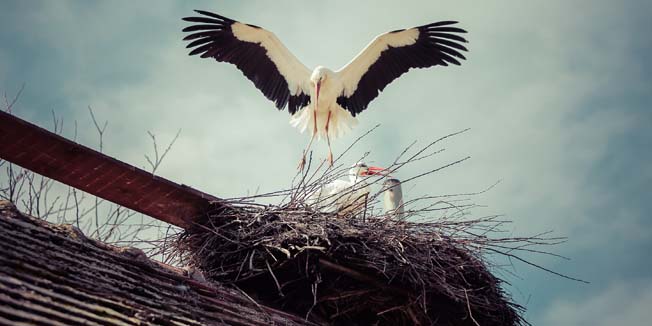 Slavonski Brod, 170315.Klepetan je ove godine svojoj Malenoj dosao tjedan dana ranije nego obicno.Preletjevsi vise od 13 000 km. dosao je svojoj druzici koja vec 23 godine zivi na krovu Stjepana Vokica u Brodskom Varosu.Malena ne moze letjeti jer joj je slomljeno krilo.Za koji mjesec Malena ce na svijet donijeti mlade rode koje ce s ocem otici na jug krajem ljeta a ona ce cekati da joj se Klepetan vrati iduce proljece.Na fotografiji Klepetan i Malena.Foto: Danijel Soldo / CROPIX