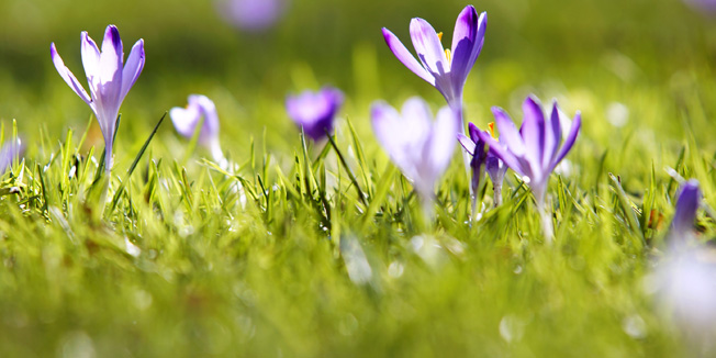 Zagreb, 130214.Vukovarska ulica.Danasnji suncan i lijep dan na gradskim livadama probudio je prve vijesnike proljeca, visibabe i safrani.Foto: Marko Todorov / CROPIX