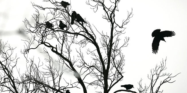 Osijek, 310110.Skupina vrana u jednom osjeckom parku kao da nadgleda pusto nedjeljno posljepodne u gradu okovanom snijegom. Foto: Igor Sambolec / CROPIX 
