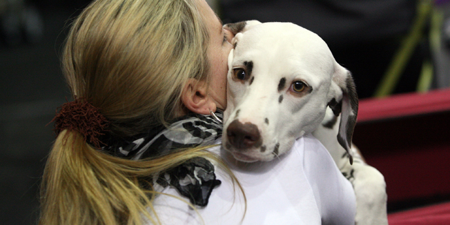 Rijeka, 070215.U dvorani Centra Zamet 7. i 8. veljace odrzava se Medjunarodna izlozba pasa CACIB 2015. u organizaciji Sportskog kinoloskog kluba Rijeka i Hrvatskog kinoloskog saveza.Foto: Tea Cimas / CROPIX