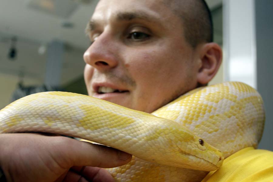 Varazdin, 020611.U palaci Herzer organizirana je izlozba egzoticnih zivotinja. Na izlozbi su se mogli vidjeti zmije, paukovi i ostale egzoticne zivotinje.Na slici: Burmanski albino piton JelenaFoto: Zeljko Hajdinjak / Cropix