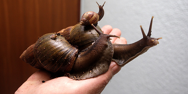 Varazdin, 011210.Mihael Kniplic iz mjesta Selnica kod Cakovca uzgaja africke divovske puzeve.Na slici: dva odrasla i jedan mladi puz.Foto: Zeljko Hajdinjak / CROPIX