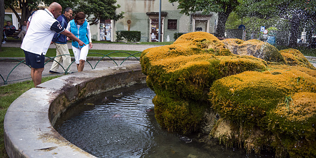 Sibenik, 130514.U fontani u kojoj je svoj dom naslo preko 50 kornjaca i riba, a koje su isto tako postale atrakcija medju turistima, prema tvrdnjama direktora tvrtke Zelenilo Sinise Burica, vandali su ulili kiselinu u fontanu i tako ubili tri kornjace, unistili samu fontanu, a sudbina drugih je za sad jos uvijek neizvjesna.Na fotografiji: Vidljivo ostecena fontana s osusenim zelenilom od kiseline.Foto: Nikolina Vukovic Stipanicev / CROPIX