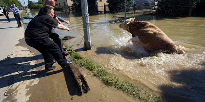 Rajevo Selo, 210514.U Rajevom Selu koje je u zupanjskom kraju prvo  pogodjeno vodenim valom nakon puknuca nasipa na Savi,  traje sakupljanje uginule stoke.Na fotografiji: nadbiskup osjecko-djakovacki Djuro Hranic pomogao je seljanima u izvlacenju bika iz vode.Foto: Vlado Kos / Cropix