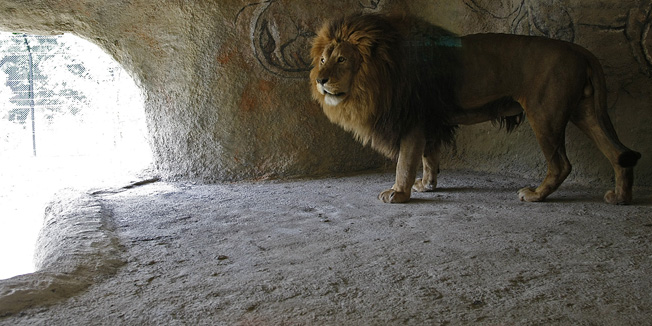 Zagreb, 140614.Zoloski vrt Zagreb, Maksimir.Otvorenje nove nastambe za africke lavove 