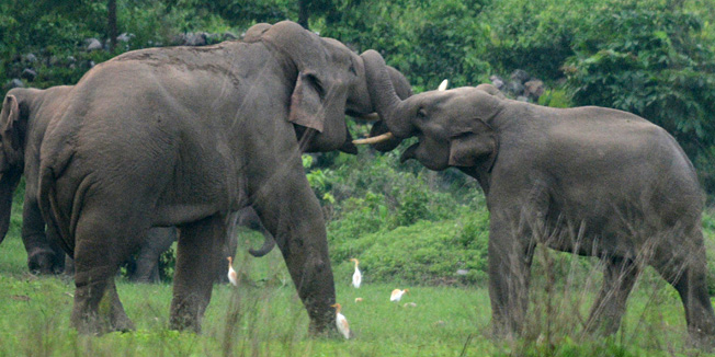 A herd of wild elephants is pictured as they stray close to Kolabari village in Naxalbari, some 50 kms from Siliguri, on June 14, 2014. Indian forest guards along with local villagers used firecrackers to scare away the wild elephants, following sighting of the herd which created unease among local villagers. Human-elephant conflicts are on the rise in India as villagers and farmers encroach on the natural habitats of pachyderms.AFP PHOTO/ Diptendu DUTTA