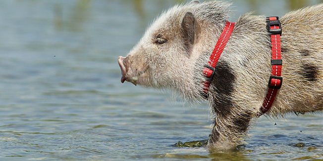 Zagreb, 190614.Jarun.Prascic Bacon i njegov vlasnik Danijel Majcen u setnji Jarunom.Na fotografiji: prascic Bacon.Foto: Marko Todorov / CROPIX