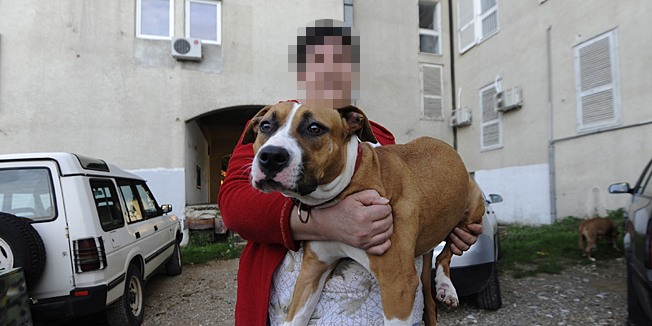 Knin, 061113.Kujica Zita vrsta staforski terijer pretrpjela je zlostavljanje jednog mladica iz Knina koji ju je zavezao za motor i vukao 10 km.Na fotografiji: Nada Rosandic i kujica Zita.Foto: Niksa Stipanicev / CROPIX