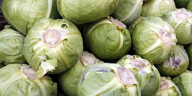 Ogulin, 281008.U mjestu Ostarije pored Ogulina poljoprivredno gospodarstvo Stefice i Milana Grdica vec dugi niz godina funkcionira po principu biodinamickog gospodarenja. Radi se o metodi poljoprivredne i stocne proizvodnje u kojoj je potpuno iskljucena upotreba pesticida i herbicida i koju mnogi nazivaju poljoprivredom treceg tisucljeca. Grdici uzgajaju razne zitarice, voce, povrce, uzgajaju krave i proizvode sir.Poznati ogulinski kupus jedan je od proizvoda Grdica.Foto: Tea Cimas / Cropix- specijal jl -