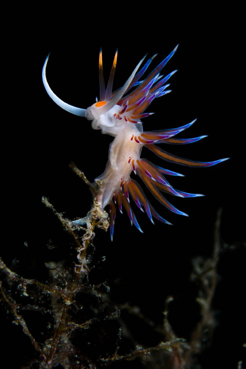 Sisak 030713.Dalibor Andres (46), magistar elektrotehnike i racunarstva, ravnatelj FINE u Sisku, ponajbolji je hrvatski podvodni fotograf. Pobjednik je otvorenog prvenstva Hrvatske u podvodnoj fotografiji s kraja lipnja ove godine, cetvrti na svjetskom prvenstvu  na Kubi, osvajac grand prixa festivala podvodne fotografije u Pancevu i dsetaka drugih nagrada i priznanja.  Podvodna fotografija mu je hobi i opsesija. Na fotografiji: slike podmorja.Foto: Mate Piskor