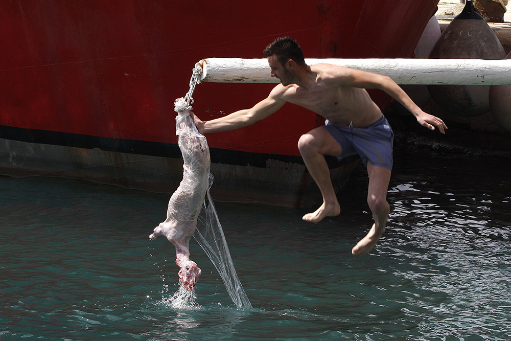 Makarska, 010515.Tradicionalni prvosvibanjski uranak u mjestu Baska Voda kod Makarske na kojem su posjetitelji mogli uzivati u kulturno zabavnom programu, puckim igrama i nezaobilaznim specijalitetima s raznja.Na fotografiji: igra setnja po lojavoj gredi ciji je pobjednik Ljubo Lozic odnio kuci janjca kojeg je dodirnuo.Foto: Ivo Ravlic / CROPIX