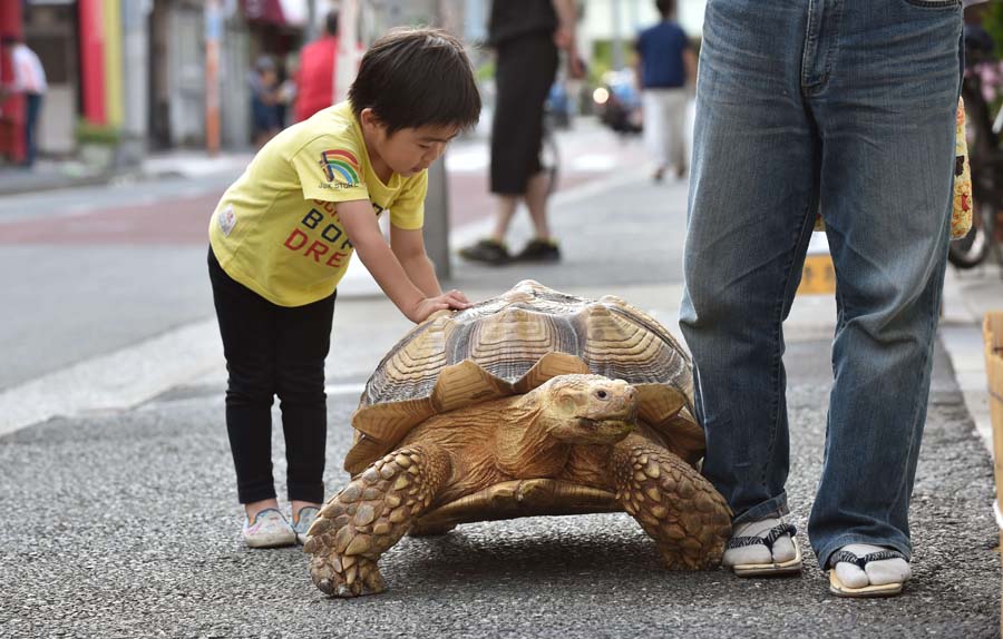 This picture taken on June 10, 2015 shows a young child playing with Bon-chan, a 19 year old male African spurred tortoise weighing about 70 kg (154 pounds), while out walking with his owner Hisao Mitani (R) on a street in the town of Tsukishima in Tokyo. Bon-chan loves fruit and vegetables and is often offered carrot and cabbage pieces by cheering neighbors when he is out.    AFP PHOTO / KAZUHIRO NOGI