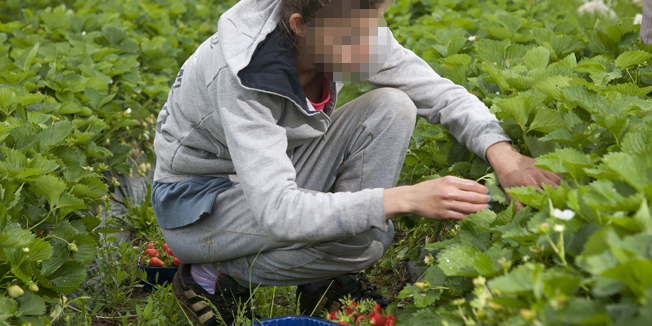 Vrgorac, 080514.U tijeku je berba Vrgoracke jagode, zasticene geografskim porijeklom.Na fotografiji: Beraci u polju.Foto: Vojko Basic / CROPIX