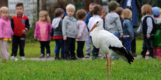 Karlovac, 021014.U Karlovcu kod Osnovne skole Grabrik vec nekoliko dana se pojavljuje roda i ne zeli otici. Vec neko vrijeme iz nepoznatih razloga seta oko skole, pa prema vrticu, pa dodje do parkiralista, skoci na auto. Djeca iz skole i vrtica je promatraju, karlovcani dolaze fotografirati a ona ne pokazuje strah od nikoga.Na fotografiji: Rodu promatraju djeca iz obliznjeg vrtica.Foto: Robert Fajt / CROPIX