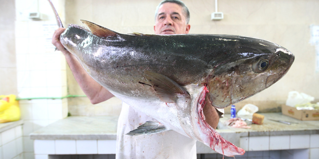 Zadar, 131014.Jutros se na Zadarskoj ribarnici uz uobicajenu ponudu nudio i jedan kapitalac. Gof tezak oko 30 kilograma rijedak je prizor pa je tako i ovaj ulov plijenio veliku paznju. Prodavali su ga na fete.Foto: Jure Miskovic / CROPIX