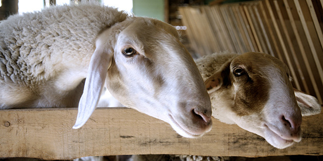 Skalnicko, 210912.Stado ovaca na imanju obitelji Podobnik koje se nalazi na padinama Ucke.Foto: Sandra Simunovic / CROPIX