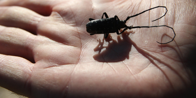 Sv. Filip i Jakov, 281014.Opcina Filip i Jakov pod najezdom je azijske strizibube, stetnika koji napada javore.Ekipe Hrvatskih suma, pod nadzorom strucnjaka iz Ministarstva poljoprivrede, moraju posjeci 240 stabala, cijele gradske drvorede uz plazu i kampove za turiste. Na fotografiji: strizibuba.Foto: Jure Miskovic / CROPIX