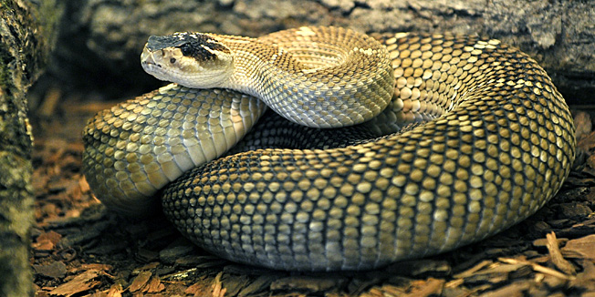 Zagreb, 060313U Zooloski vrt grada Zagreba stigle su egzoticne zmije otrovnice kao privatna donacija obitelji Ristic iz Beograda. Zagrebacki zoloski vrt dobio je ovih dvadeset i pet zmijajer je zadovoljio sve uvjete i prihvatio zbirku u cjelini.Na slici: Crnorepa cegrtusa ( Crotalus Molosus ) .Foto: Srdjan Vrancic / CROPIX 