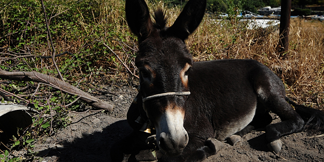 Split, 290813.Malo mjesto Vranjic smjesteno na poluotoku koji se protegao kastelanskim zaljevom postalo je poznato zadnjih desetak godina kada su se stanovnici mjesta poceli buniti na rad tvornice Salonit koja je proizvodila artikle na bazi azbesta za kojega se ustanovilo da je kancerogen i koji je na koncu zabranjen. Stanovnici Vranjica mahom su radili u tvornici Salonit gdje su gotovosvi  oboljevali od raznoraznih bolesti pluca.Na fotografiji magarac koji je vezan uz salonitnu cijev izradjenu od azbesta te je tako cijelo mjesto tijekom godina koristilo azbestne cijevi za raznorazne namjene pa su one i danas rasprostranjene po mjestu.Foto: Paun Paunovic / CROPIX