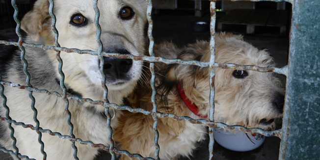 Zagreb, 100811.Dumovec, azil za napustene zivotinje Noina arka.Na slici: psi iz azila Noina arka.Foto: Damir Krajac / CROPIX