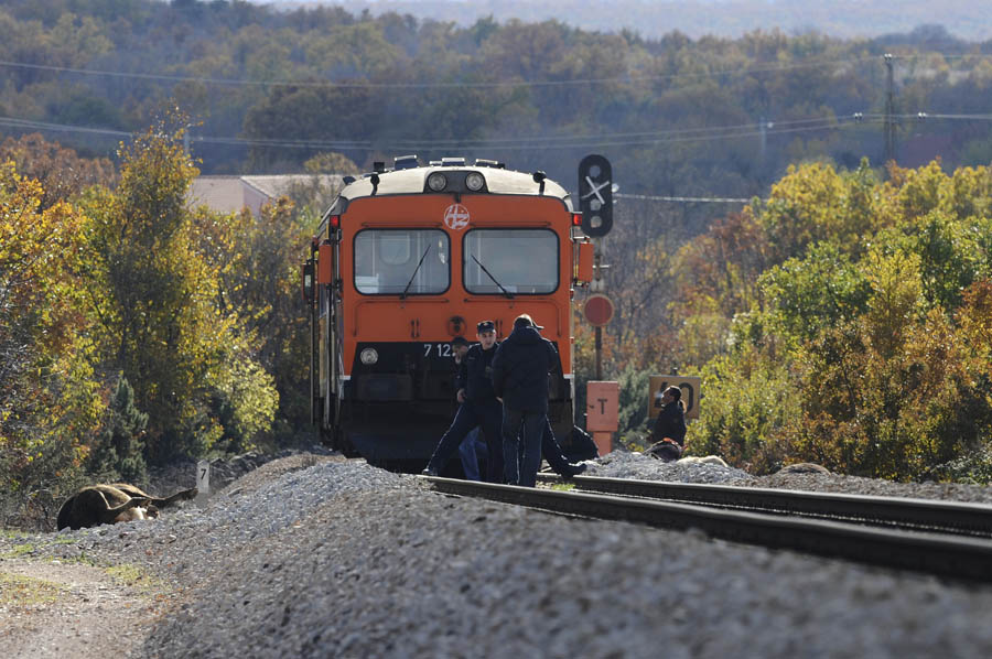 Zitnic, Drnis, 101213.Vlak na relaciji Drnis - Split jutros je oko 8,30 sati, na pruzi u mjestu Zitnic, usmrtio 8 krava koje su prelazile preko pruge. Na fotografiji: prizor na mjestu dogadjaja.Foto: Niksa Stipanicev / CROPIX