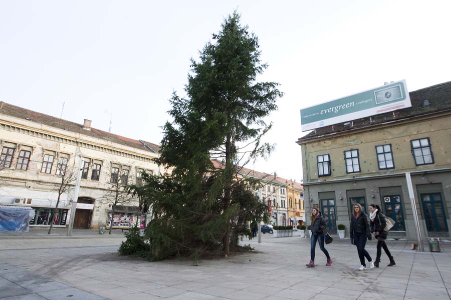 Osijek, 091213.Sve vise gradjana nezadovoljno je uredjenjem Osijeka u predblagdansko vrijeme.Vrhunac nezadovoljstva i neukusa gradjanima predstavljaju dva ruzna bora postavljena na Trgu pape Ivana Pavla II, ispred osjecke Konkatedrale.Na fotografiji: borovi na Trgu pape Ivana Pavla II.Foto: Vlado Kos / CROPIX