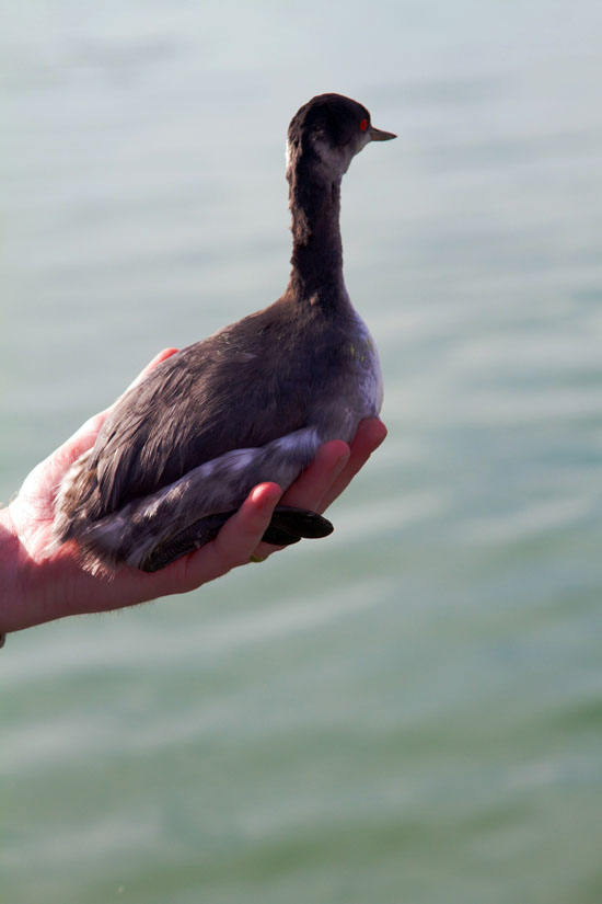 In this photo provided by Utah Division of Wildlife Services, a Utah Division of Wildlife Resources employee frees some surviving grebes Tuesday, Dec. 13, 2011 at Stratton Pond in Hurricane, Utah after thousands of the birds crash landed throughout Southern Utah on Monday night.   Officials say storm clouds above city lights Monday night probably confused thousands of grebes, which are a duck-like aquatic bird that migrates south for the winter. Thousands of the birds were killed, but more than 2,000 had been rescued by Tuesday evening. The survivors were released into Washington County bodies.    (AP Photo/Utah Division of Wildlife Services, Lynn Chamberlain)