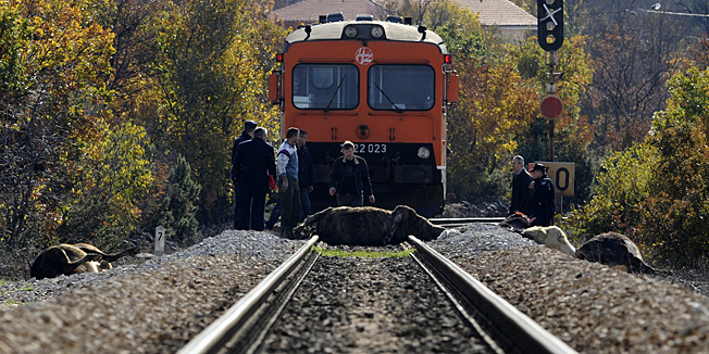 - 2013. U FOTOGRAFIJAMA CROPIX-A -Zitnic, Drnis, 101213.Vlak na relaciji Drnis - Split jutros je oko 8,30 sati, na pruzi u mjestu Zitnic, usmrtio 8 krava koje su prelazile preko pruge. Na fotografiji: prizor na mjestu dogadjaja.Foto: Niksa Stipanicev / CROPIX