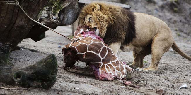 The Lions in Copenhagen Zoo eat the remains of a perfectly healthy young giraffe named Marius was shot dead at Copenhagen zoo on Febuary 9, 2014 despite an online petition to save it signed by thousands of animal lovers. Marius, an 18-month-old giraffe, was put down with a bolt gun early on Sunday, zoo spokesman Tobias Stenbaek Bro confirmed.  AFP PHOTO / SCANPIX DENMARK /  KASPER PALSNOV   +++ DENMARK OUT +++