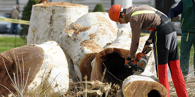 Zagreb, 110314.Park Zrinjevac.Radnici Zrinjevca uklanjaju trula stabla u parku Zrinjevac.Na fotografiji: radnici rezu stablo.Foto: Marko Todorov / CROPIX