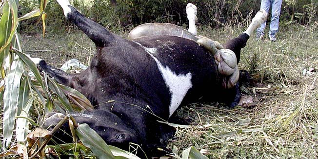 sisak300903ubijeni konji u polju kukuruza u SvinjickomZdravko Kabic pokraj ubijenog konjasnimio Miroslav Kis-pok-