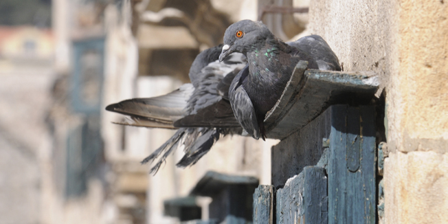 Dubrovnik, 290310.Nakon dugih kisnih dana koja su 