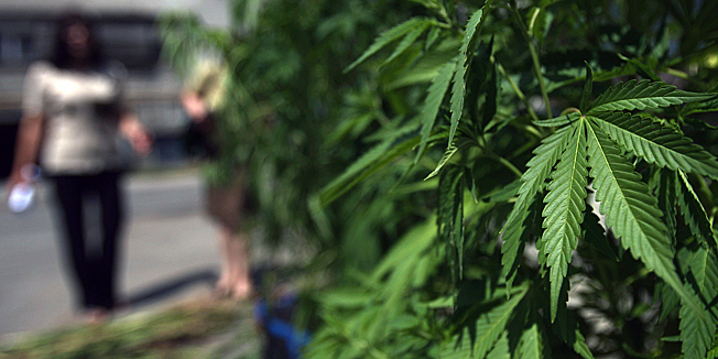 Slavonski Brod 070710.Policija je jucer u popodnevnim satima zapljenila kod 27 godisnjeg mladica u Zbijegu pokraj Slavonskog Broda,stabljike indijske konoplje(marihuana) u vrijednosti oko 100 000 kuna i pistolj.Na slici zapljenjena marihuana u policijii.Foto: Danijel Soldo / CROPIX