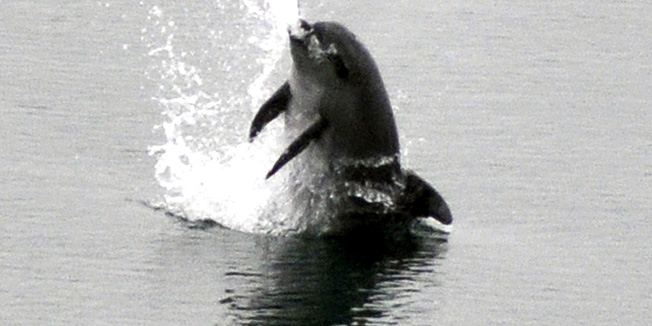 Rab, 180111.U lovu za ribom dupini uz sami kraj uvale Sv.Eufemije na otoku Rabu.Foto: Goran Novotny / CROPIX