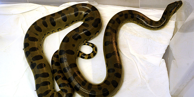 This picture taken on September 20, 2010 in Wroclaw shows an anaconda held in quarantine at the zoo after it was discovered by a woman in her apartment.  An anaconda measuring almost two metres was dicovered by a 73-year-old woman in her bathroom after it escaped through the toilet from a neighbouring apartment.  AFP PHOTO/ PAP/Grzegorz Hawalej - POLAND OUT -
