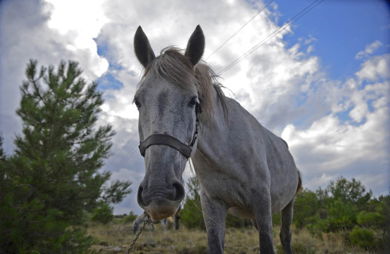 Jadrtovac, 081013Prekrasan i iznenadjujuc prizor, na danasnji tmuran i kisovit dan, konja na ispasi u Jadrtovcu, u neposrednoj blizini Morinjskog zaljeva.Foto: Nikolina Vukovic Stipanicev / Sibenski list / CROPIX
