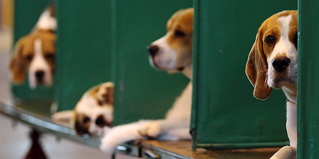 BIRMINGHAM, ENGLAND - MARCH 11:  Beagles sit in their kennels on the fourth and final day of Crufts at the Birmingham NEC Arena on March 11, 2012 in Birmingham, England. During the annual four-day competition nearly 22,000 dogs and their owners will compete for a variety of accolades, ultimately seeking the coveted title of 'Best In Show'.  (Photo by Dan Kitwood/Getty Images)
