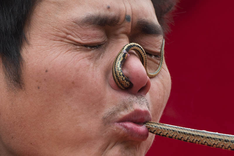 A performer passes a snake through his nose and mouth during a show at a fair as part of lunar new year festivities at the Temple of Earth park in Beijing on February 11, 2013. A billion-plus Asians are ushering in the lunar Year of the Snake with a week of festivities. AFP PHOTO / Ed Jones