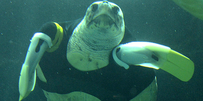 Yu, an approximately 25-year-old female loggerhead turtle, swims after receiving her 27th pair of artificial front legs at the Suma Aqualife Park in Kobe on February 12, 2013. Yu lost her front legs during a shark attack. AFP PHOTO / TOSHIFUMI KITAMURA