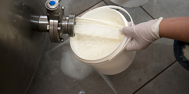 Djakovo,Djakovacka Satnica, 221012.Proizvodjaci mlijeka u Slavoniji danas besplatno dijele mlijeko svima koji dodju do njihovih farmi u kolicinama koliko tko god zeli odnijeti.Slavonski proizvodjaci mlijeka na celu s Antunom Laslom predsjednikom Zajednice udruga seljaka Slavonije i Baranje trazli su da umjesto sadasnje otkupne cijene mlijeka od 2,40 kuna bude 4,05 kuna sto su otkupljivaci odbili.Na fotografiji: podjela mlijeka gradjanima na farmi Antuna Lasla.Foto: Vlado Kos / Cropix