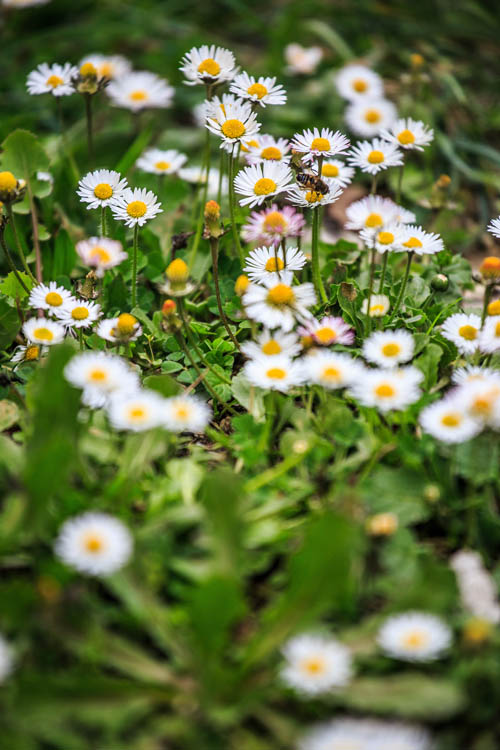 Kastela, 200313. Danas u 12:02h je zapocelo poljece, a u isto vrijeme na vremenske prilike u Dalmaciji je zapocela utjecati nova ciklona koja je donjela naoblaku a prema kraju dana i kisu, tako da proljece i nije doslo u velikom stilu.Foto: Zvonimir Barisin / CROPIX