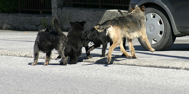 Oroslavje,280907.Grad Oroslavje sklopio ugovor sa Veterinarskom stanicom Zapresic i njihovim azilom u kojem ce smjestati mnogobrojne pse lutalice koji vec mjesecima uznemiravaju gradjane.Foto: Krunoslav Pavlina /cropix-Pok-