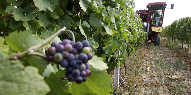 Osijek, 040912.Berba grozdja u Slavoniji ove godine je zbog suse i ranijeg sazrijevanja bobica zapocela ranije.U vecim vinogradima berace sve cesce zamjenjuju moderni kombajni za berbu grozdja koji dnevno zamijene i do 150 ljudi beraca a mogu pobrati i do 5 vagona grozdja dnevno.Na fotografiji: Kombajn za berbu grozdja Alma francuske proizvodnje za vrijeme berbe sorte crni pinot u vingradima u Mandicevcu kod Djakova. Foto: Vlado Kos / Cropix
