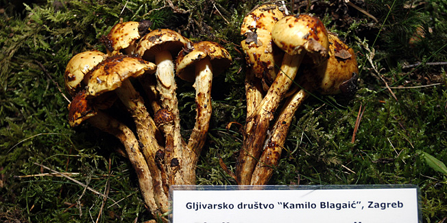 Zagreb, 121012.Savska 25.U prostorijama Studentskog centra zagrebacki gradonacelnik Milan Bandic otvorio je XXXIV. izlozbu gljiva koja se odrzava u organizaciji Agronomskog fakulteta Grada Zagreba i Gljivarskog drustva Kamilo Blagaic.Na slici: Masnocehava ljuskavica.Foto: Nenad Dugi / CROPIX