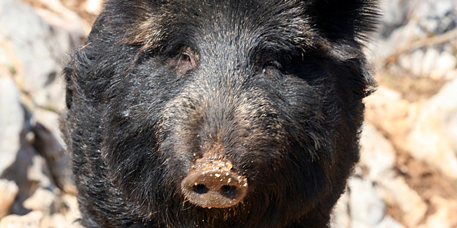 Medveja, 280211.Lovac Mladen Cepic iz Medveje ima brojne zivotinje, a medju najdrazim kucnim ljubimcima su mu divlje svinje - krmaca Pupa i mladunci Spirido i Roza. Na slici: sestogodisnja Pupa.Foto: Tea Cimas / Cropix