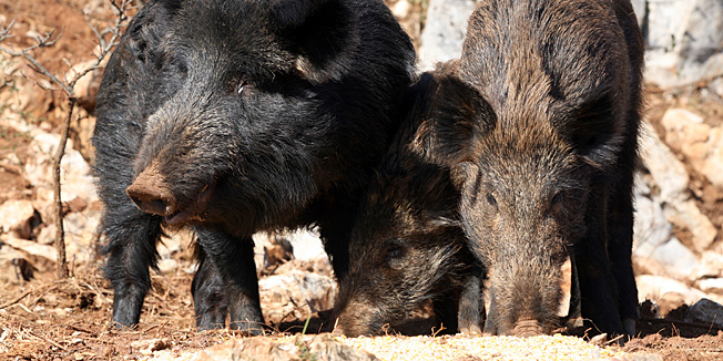 Medveja, 280211.Lovac Mladen Cepic iz Medveje ima brojne zivotinje, a medju najdrazim kucnim ljubimcima su mu divlje svinje - krmaca Pupa i mladunci Spirido i Roza. Na slici: Pupa, Roza, Spirido.Foto: Tea Cimas / Cropix