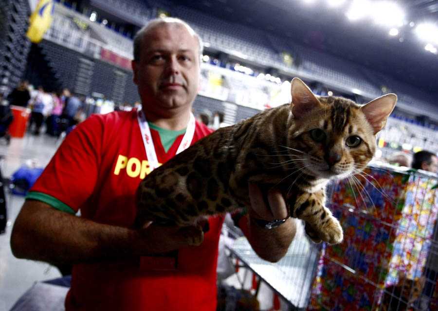 Zagreb, 281012.Arena Zagreb., Laniste.Medjunarodna izlozba macaka World cat show u Arena centru. Na fotografiji: Bengalska macka,Joao Carlos vlasnik.Foto: Ronald Gorsic / CROPIX
