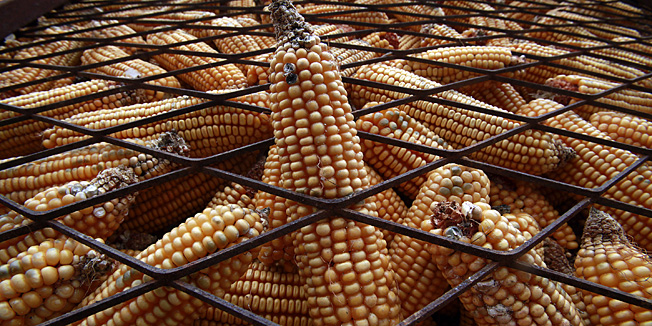 Ivanicgrad, 050311.Eko-organska proizvodnja hrane na farmi Sever kod Ivanicgrada.Kukuruz.Foto: Roberto Orlic / CROPIX.