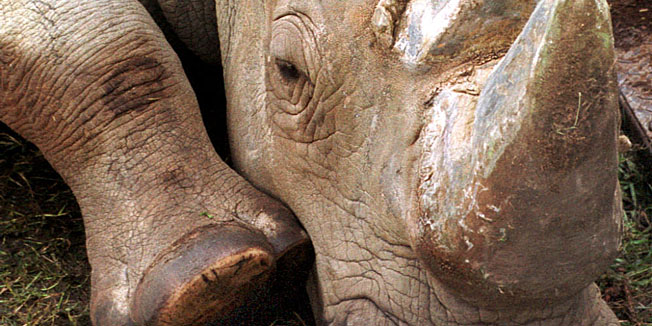 zagreb,240901cirkus medrano nosorog joe uz tigrove najopasnija zivotinja cirkusasada 'pavapostavljanje satora na velesajmufoto: srdan vrancic-zag-